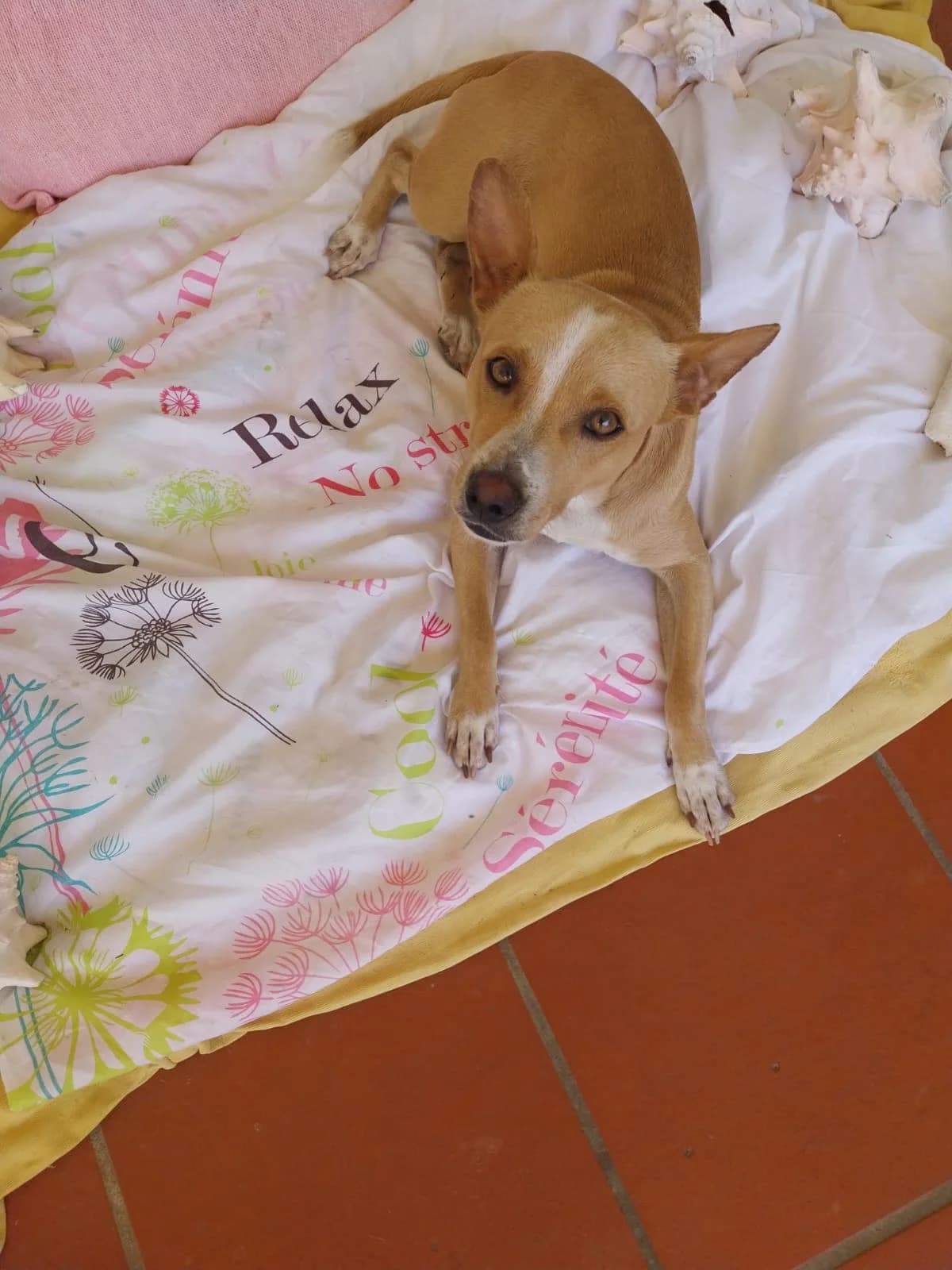 Pitch, male Mixed Breed for adoption at Les Petits Innocents, les petits innocents