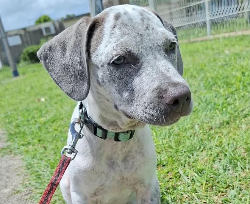 Belly bb de Bella, male Mixed Breed for adoption at Les Petits Innocents, les petits innocents