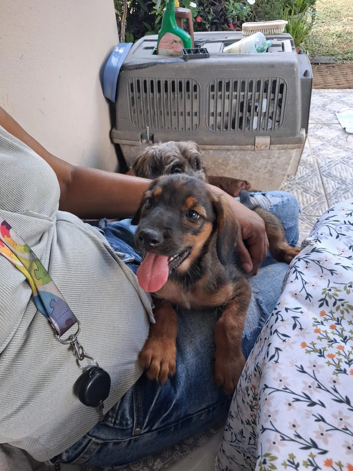Tom, male Mixed Breed for adoption at Les Petits Innocents, les petits innocents