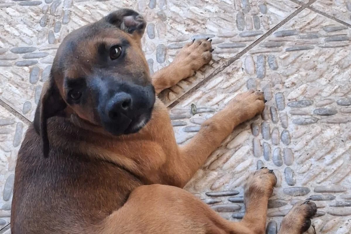 Bambi, female Mixed Breed for adoption at Les Petits Innocents, les petits innocents
