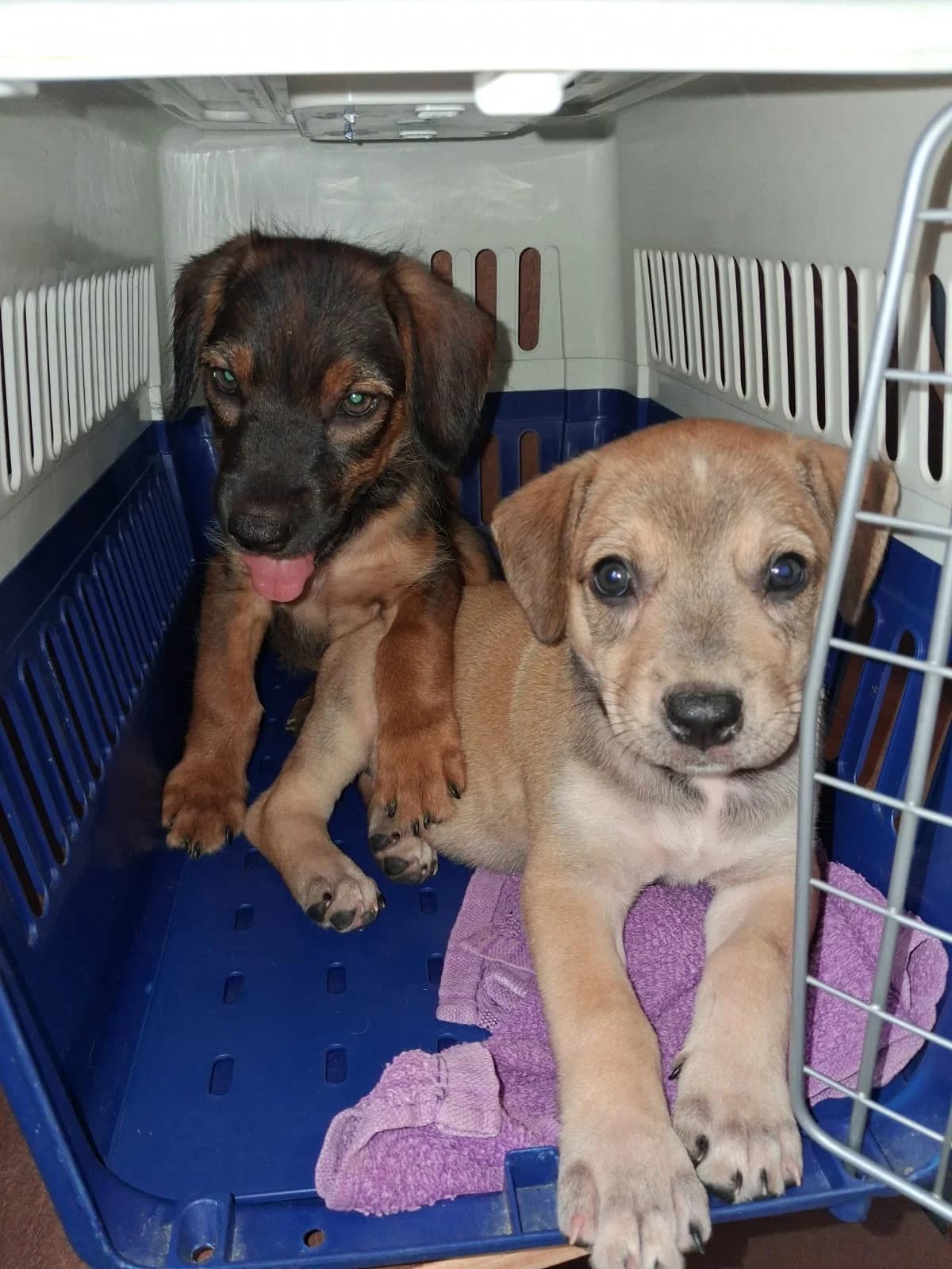 Pitchoum, female Mixed Breed for adoption at Les Petits Innocents, les petits innocents