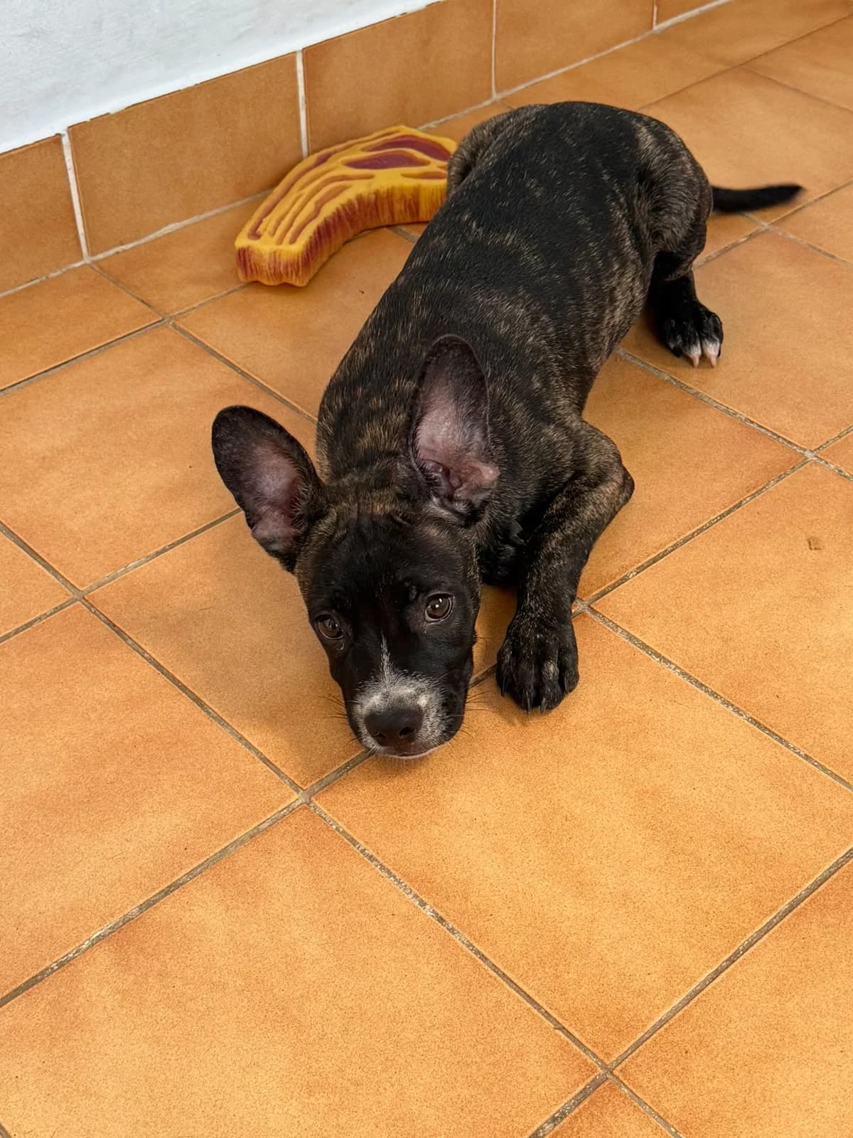 Onyx, male French Bulldog for adoption at Les Petits Innocents, les petits innocents