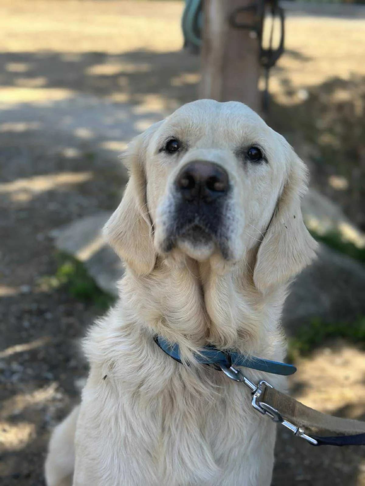 MAX, male young Golden Retriever for adoption at Les Ptits Coeurs, les ptits coeurs