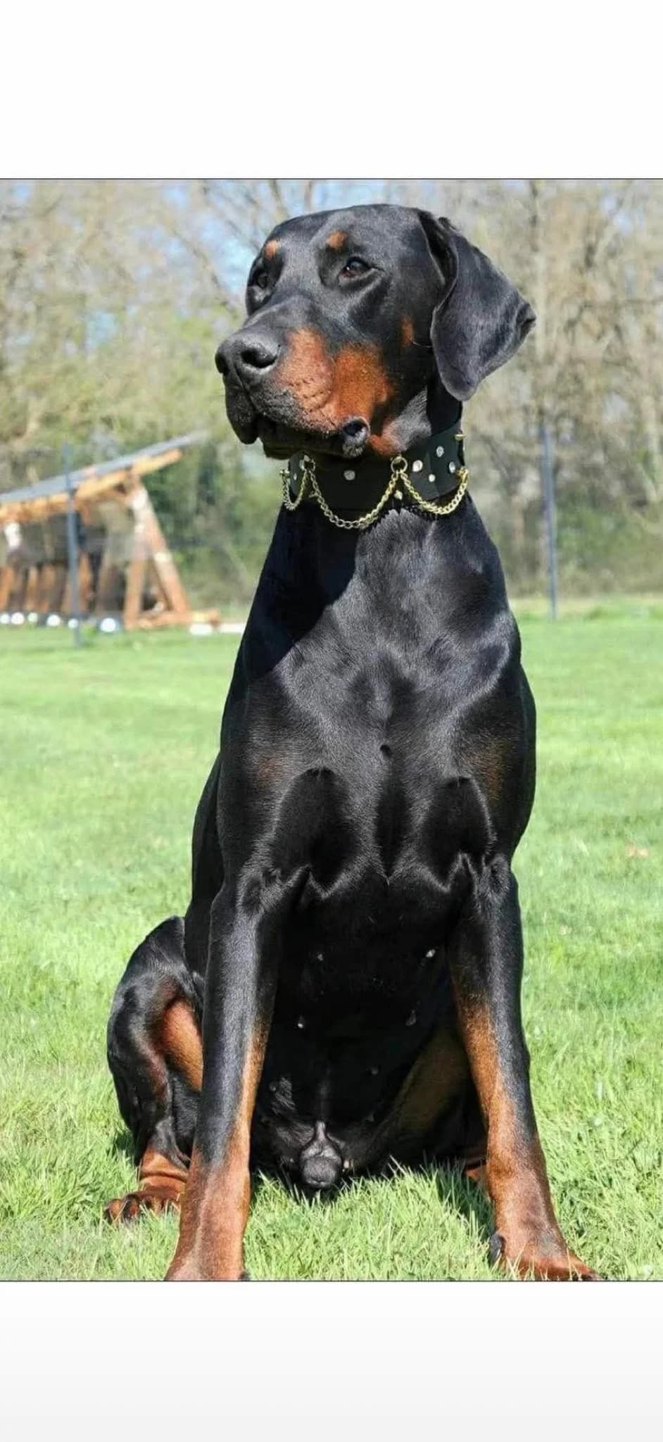 ORKO, male senior Doberman for adoption at Les Ptits Coeurs, les ptits coeurs