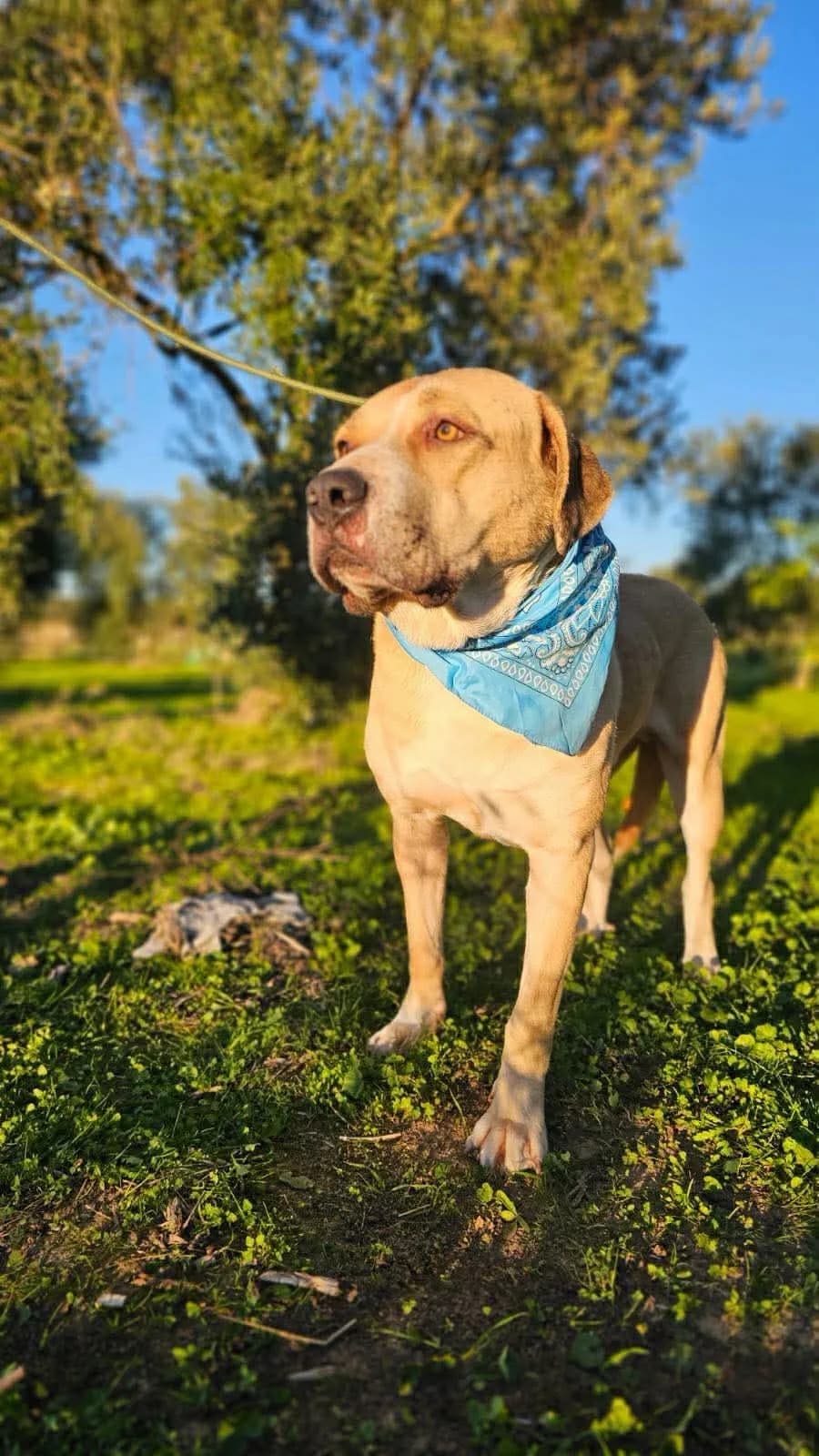BEETHOVEN, male 3yo Mixed Breed for adoption at Les Ptits Coeurs, les ptits coeurs