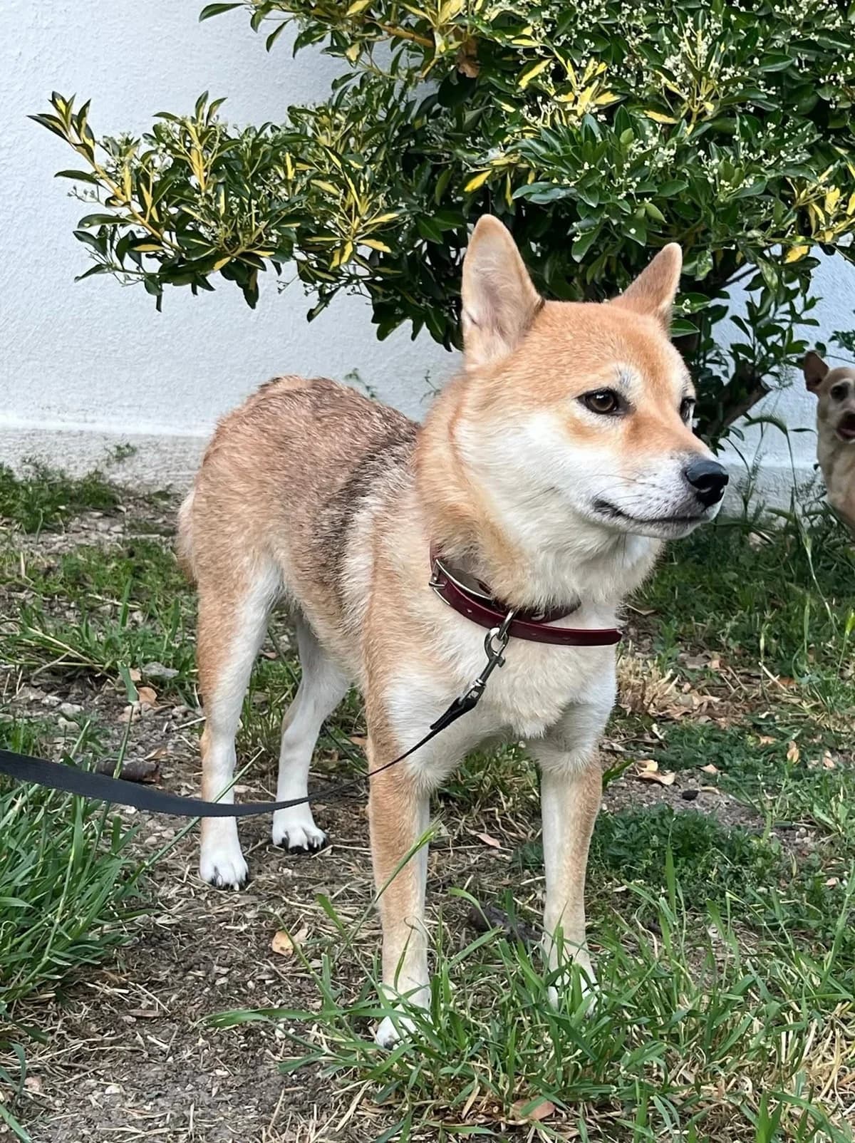JOY, female young mixed breed for adoption at Les Ptits Coeurs, les ptits coeurs