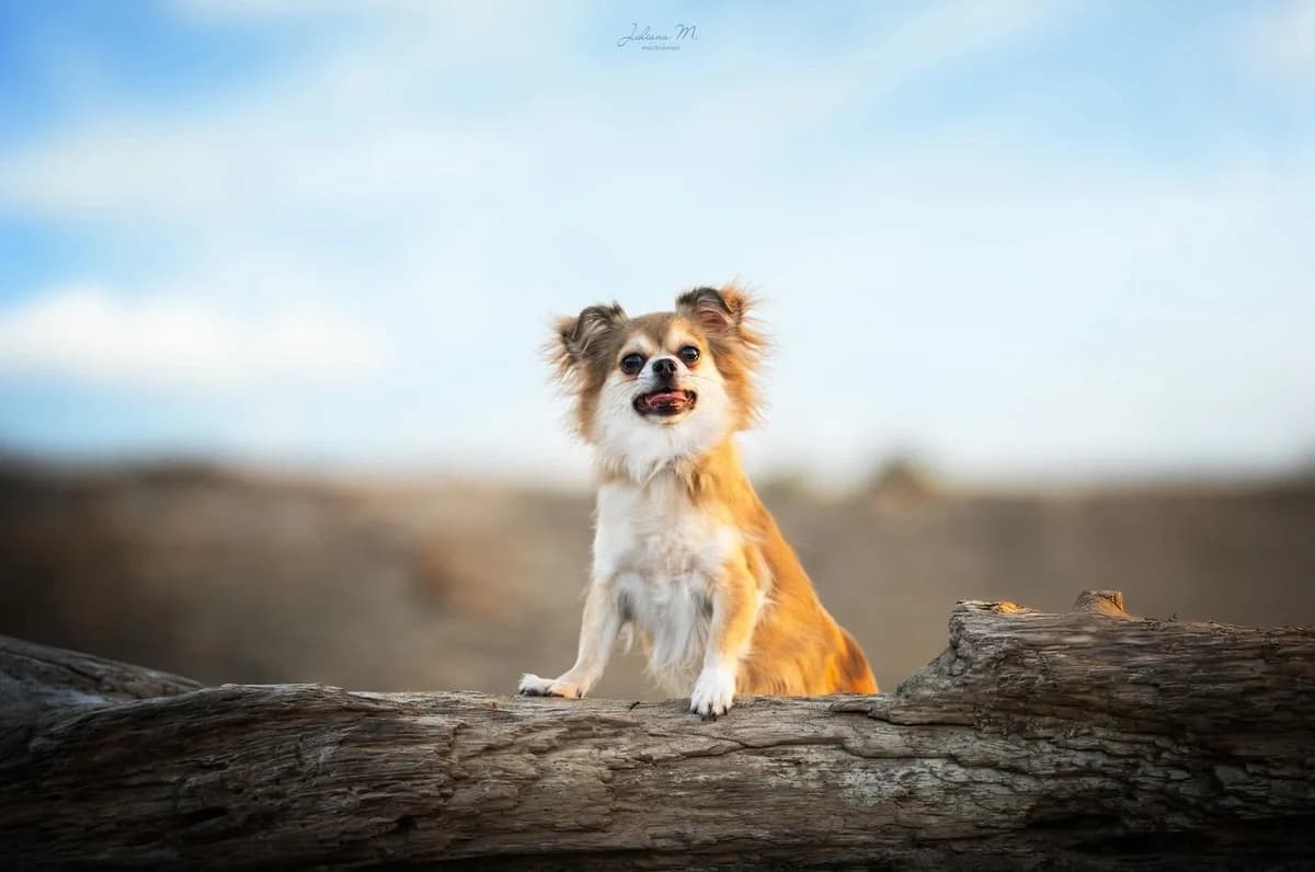 MERLIN & MUFFIN, male Chihuahua for adoption at Les Ptits Coeurs, les ptits coeurs