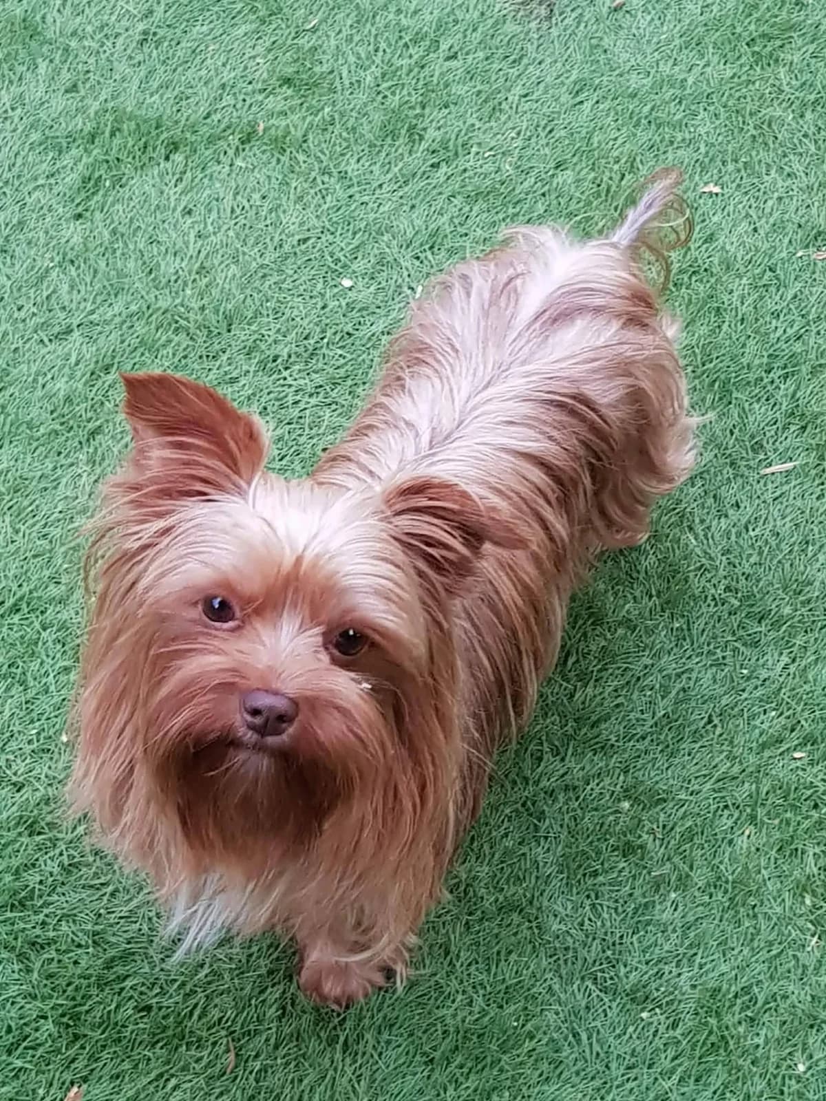 BORJA, female 3yo Yorkshire Terrier for adoption at Les Ptits Coeurs, les ptits coeurs