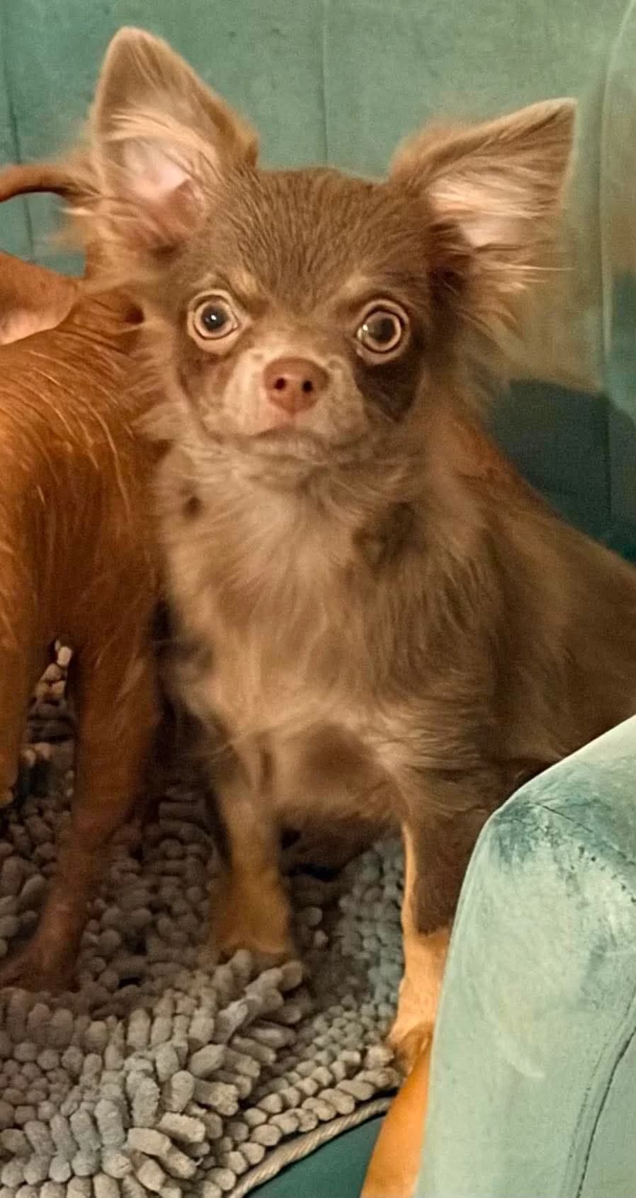 NAYKI, female puppy Chihuahua for adoption at Les Ptits Coeurs, les ptits coeurs