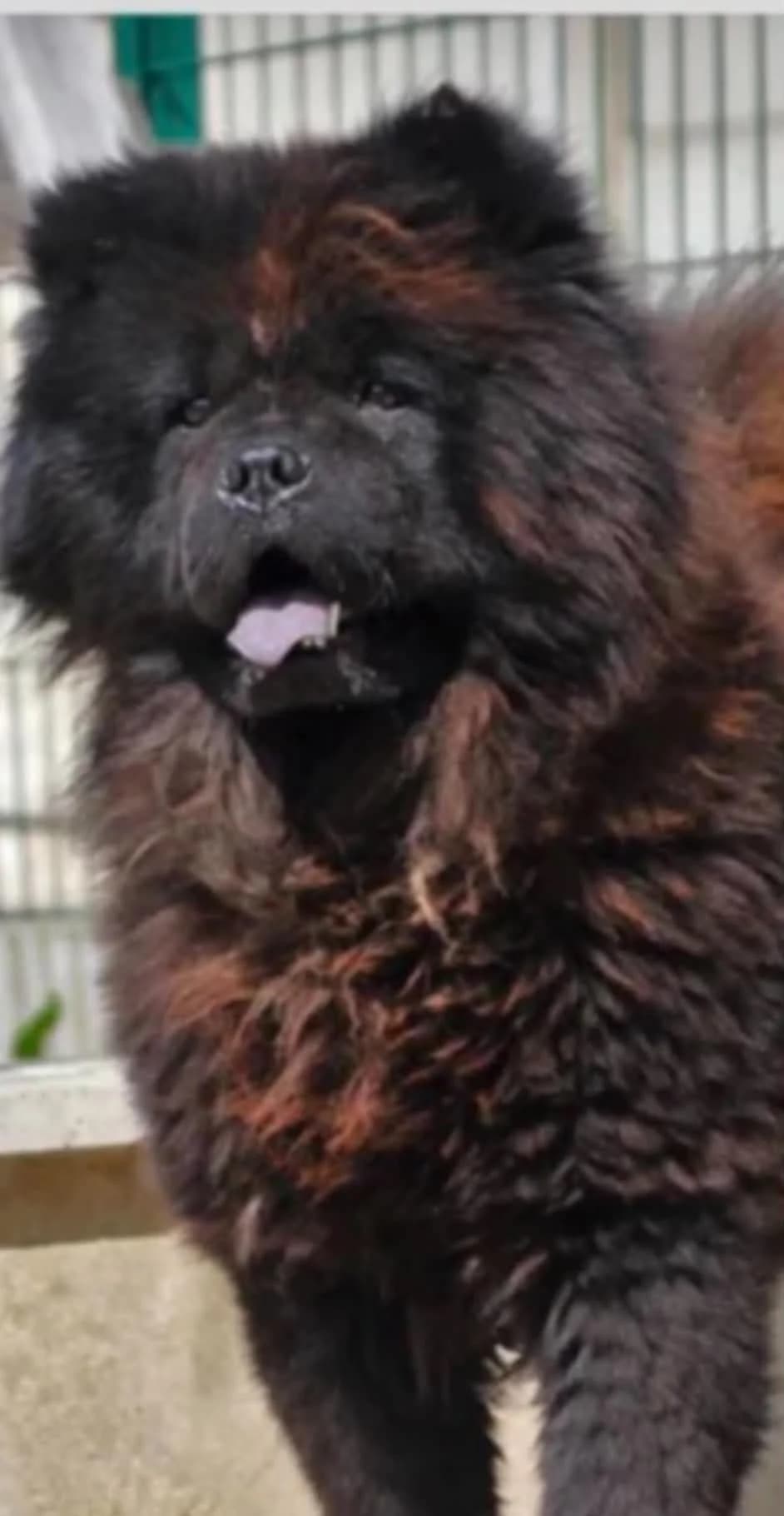 POLLUX, male 7yo mixed breed for adoption at Les Ptits Coeurs, les ptits coeurs