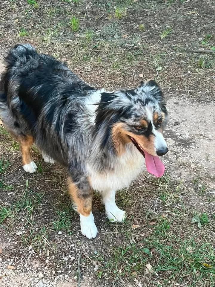 LEXY, female 3yo Australian Shepherd for adoption at Les Ptits Coeurs, les ptits coeurs