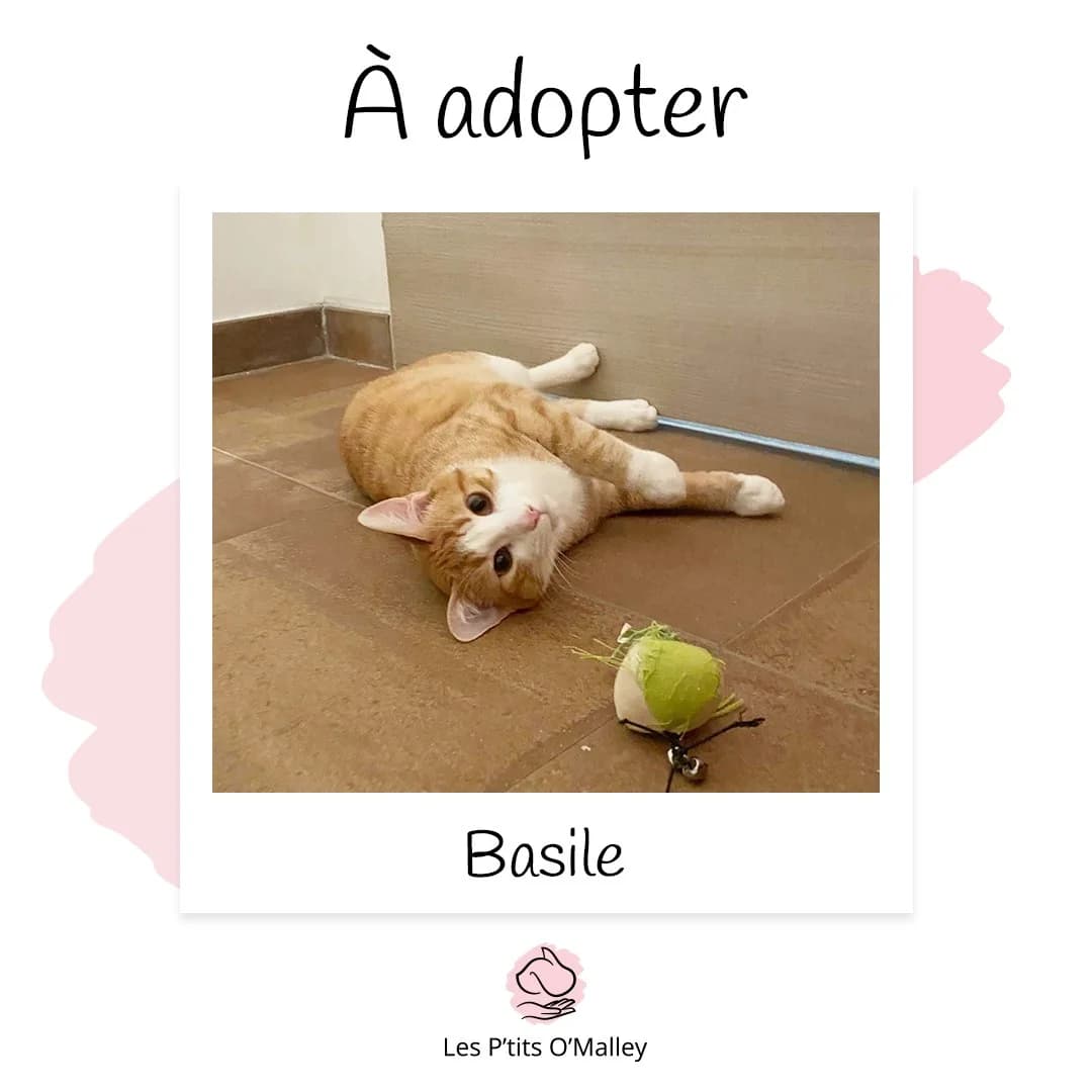 Basile, male Mixed Breed for adoption at Les P