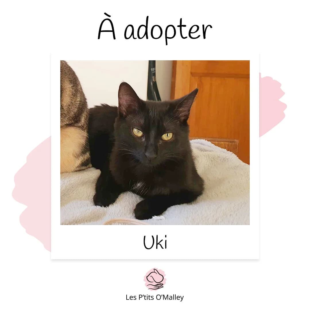 Uki, female Mixed Breed for adoption at Les P