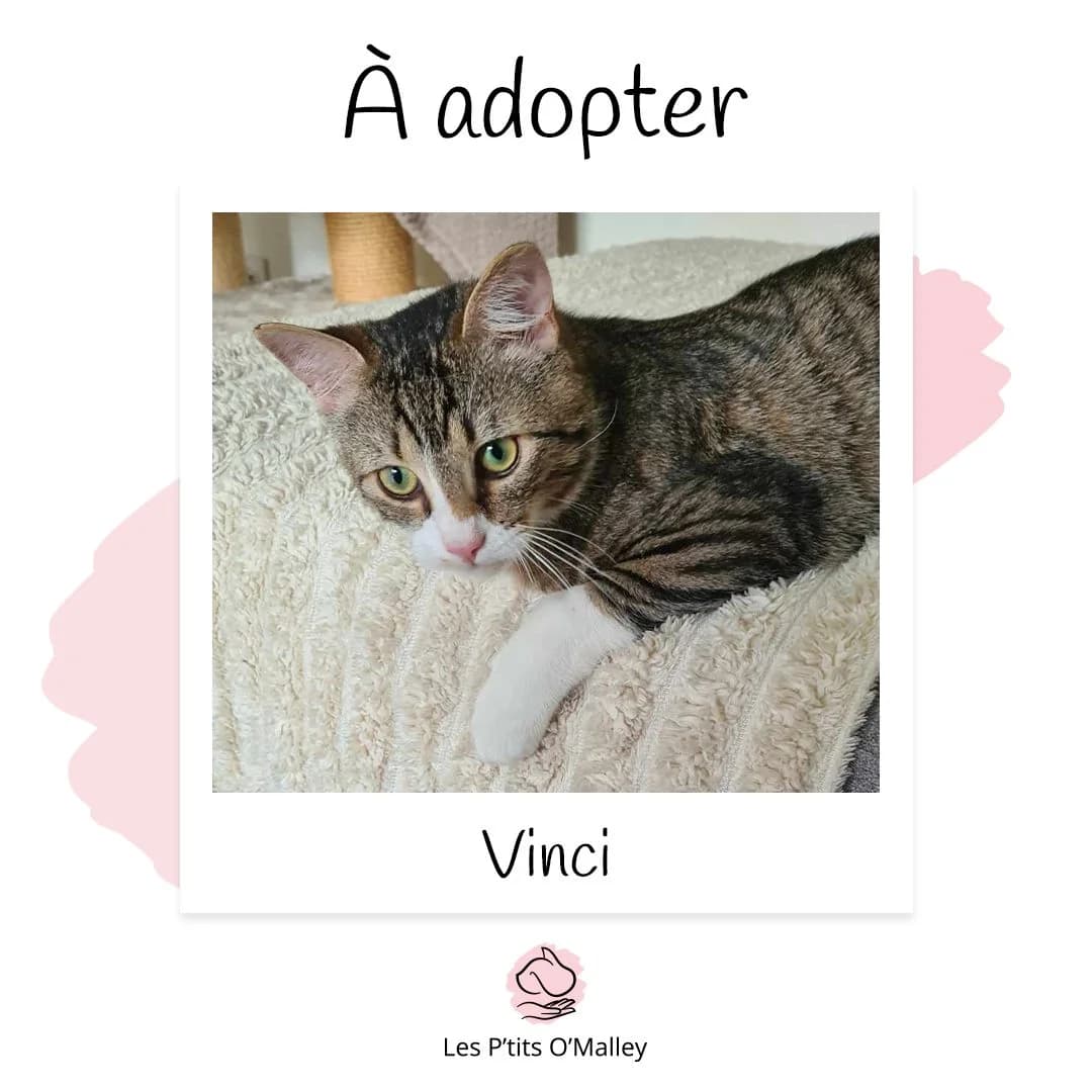 Vinci, male Mixed Breed for adoption at Les P
