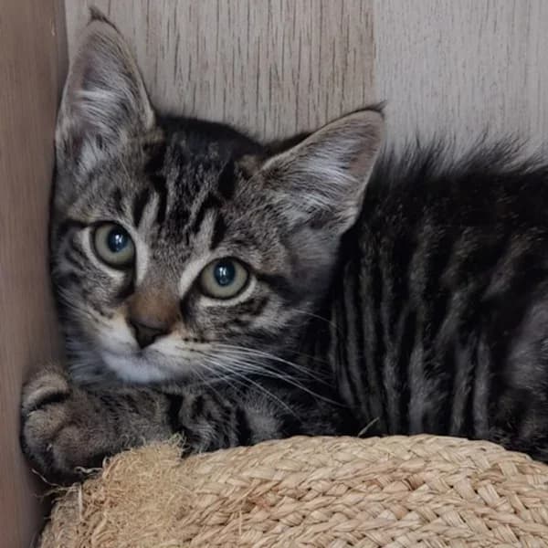 Monoko Alinesson, male Mixed Breed for adoption at Les Ti, les ti chats