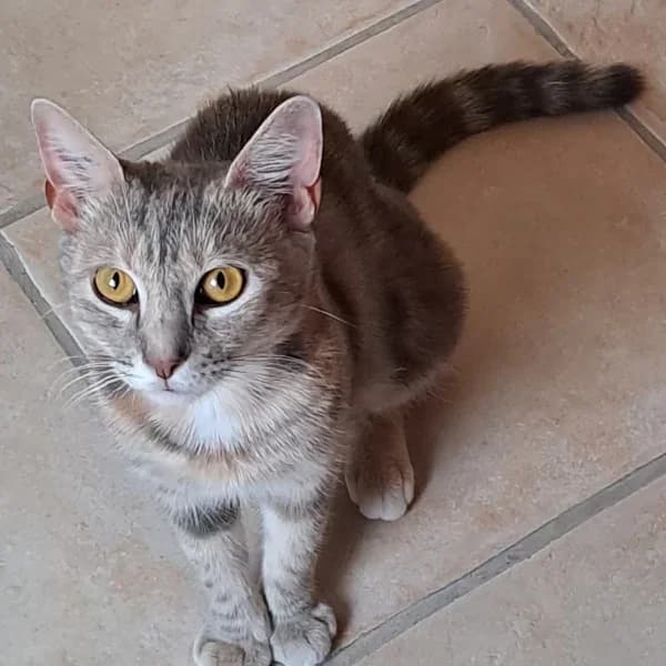 Altaï, female 6yo Mixed Breed for adoption at Les Ti, les ti chats