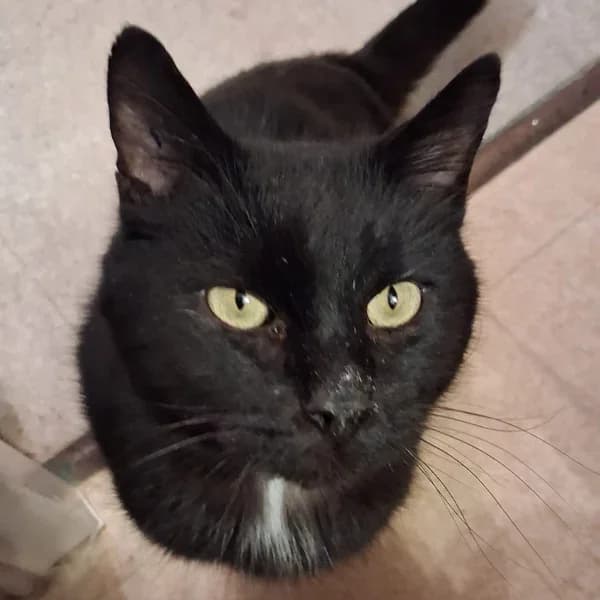 Brady, male Mixed Breed for adoption at Les Ti, les ti chats