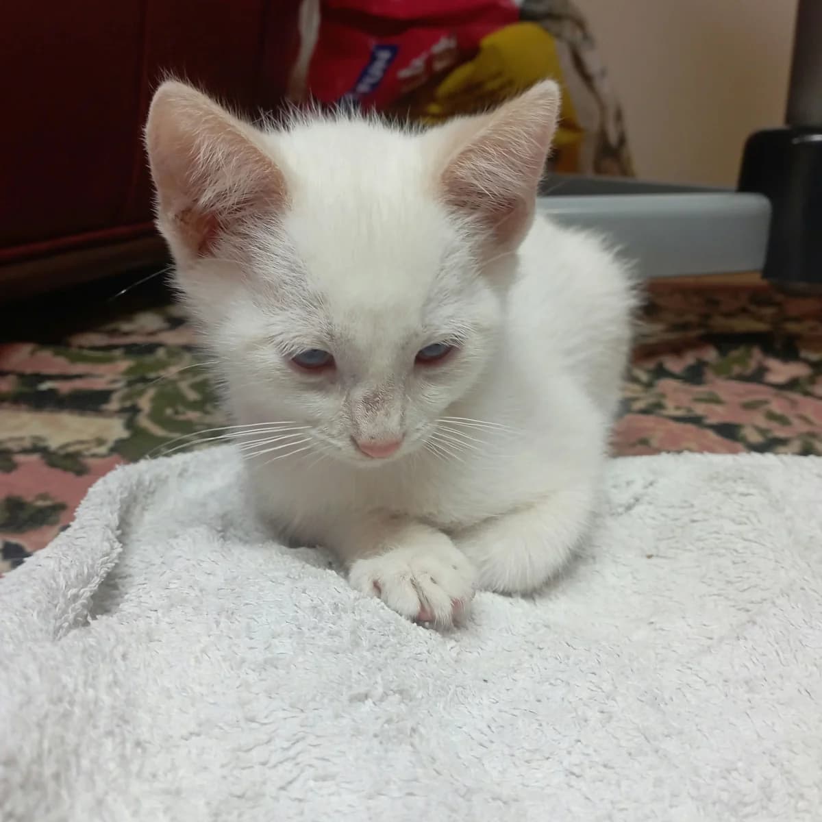 Kropott Ritalinesson, male senior Mixed Breed for adoption at Les Ti, les ti chats
