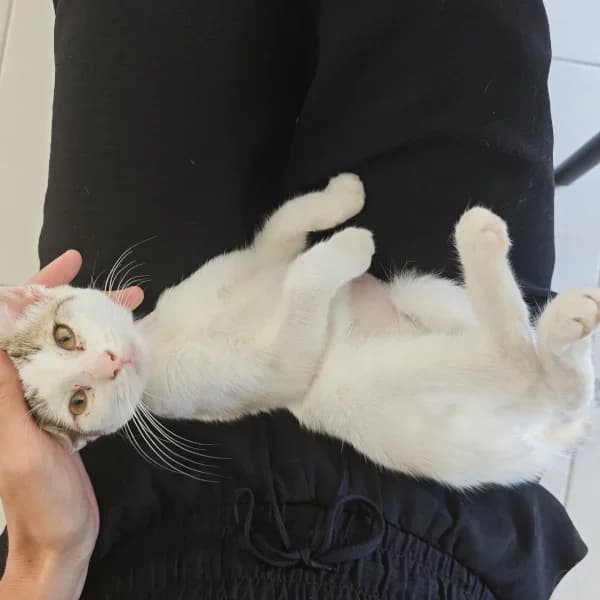 Pansy, female Mixed Breed for adoption at Les Ti, les ti chats