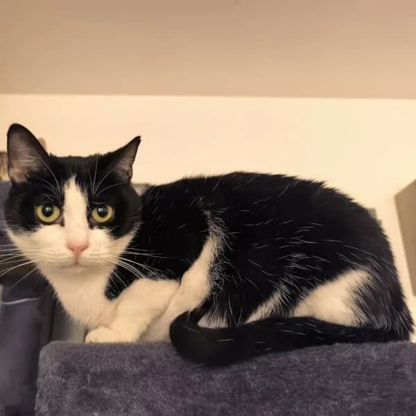 Rumba RJ, female Mixed Breed for adoption at Les Ti, les ti chats