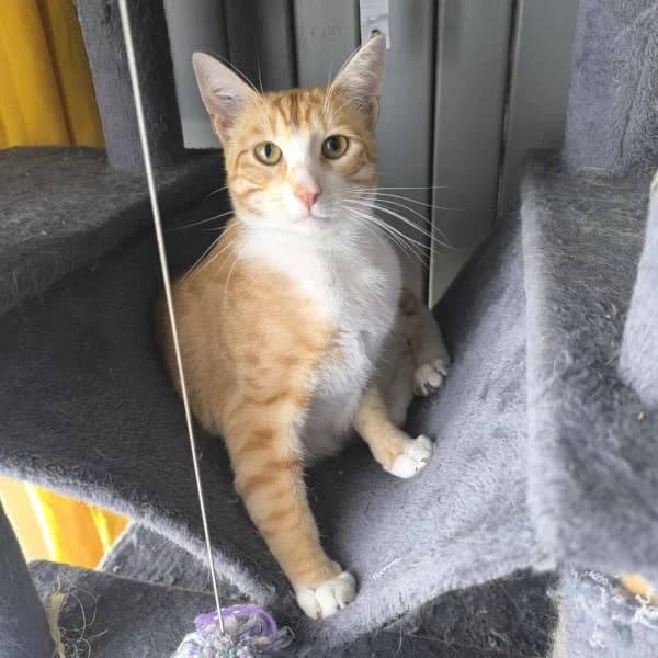 Sansa, male Mixed Breed for adoption at Les Ti, les ti chats