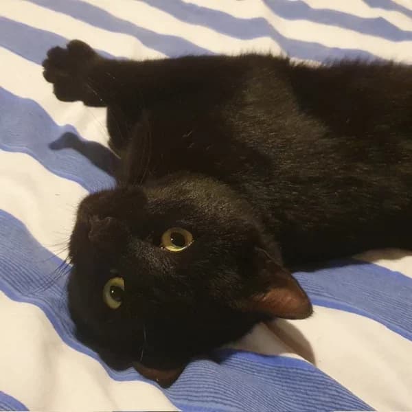 Gary, male Mixed Breed for adoption at Les Ti, les ti chats