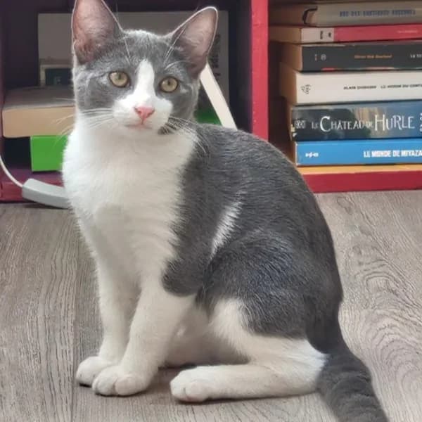 Kahlo Ritalinsson, male Mixed Breed for adoption at Les Ti, les ti chats