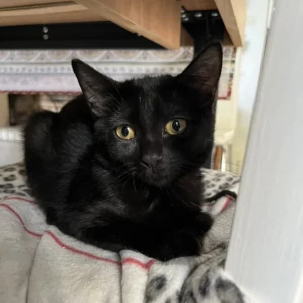 Keta Azurasson, female Mixed Breed for adoption at Les Ti, les ti chats