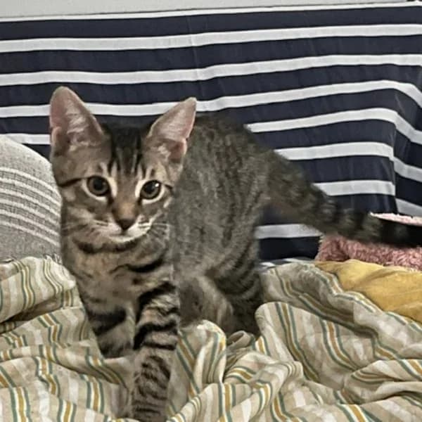 Splinter Aprilsson, male Mixed Breed for adoption at Les Ti, les ti chats