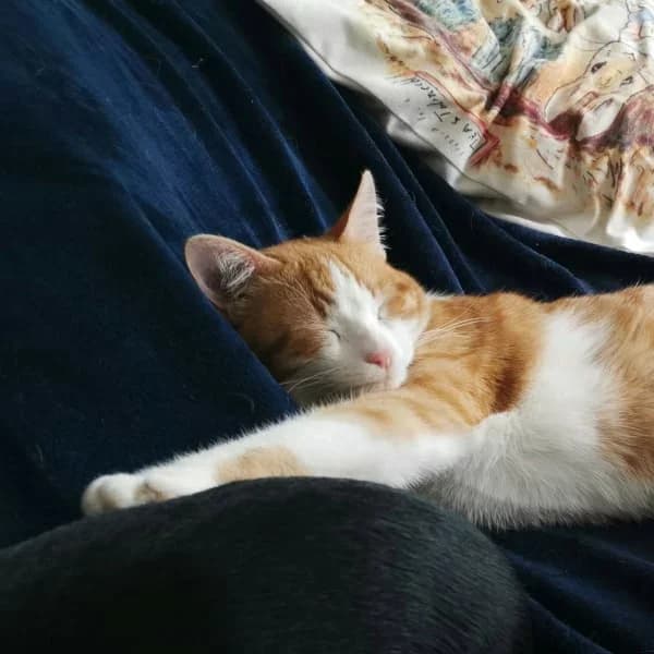 César, male Mixed Breed for adoption at Les Ti, les ti chats