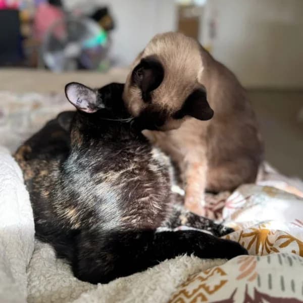 Bébé & Luka, female Mixed Breed for adoption at Les Ti, les ti chats