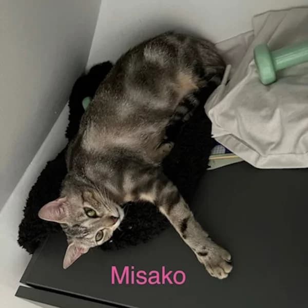 Misako, female Mixed Breed for adoption at Les Ti, les ti chats