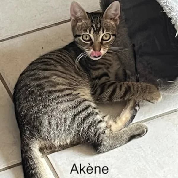 Akène Avelinesson, female Mixed Breed for adoption at Les Ti, les ti chats