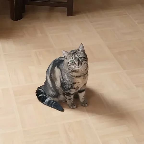 Tails, female Mixed Breed for adoption at Les Ti, les ti chats