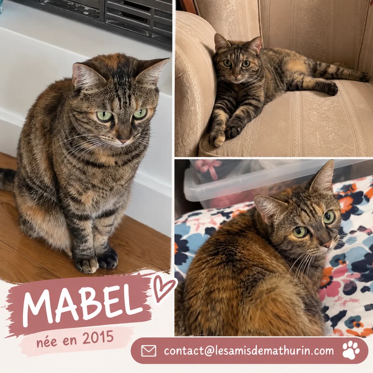 MABEL, female Mixed Breed for adoption at Les Amis de Mathurin