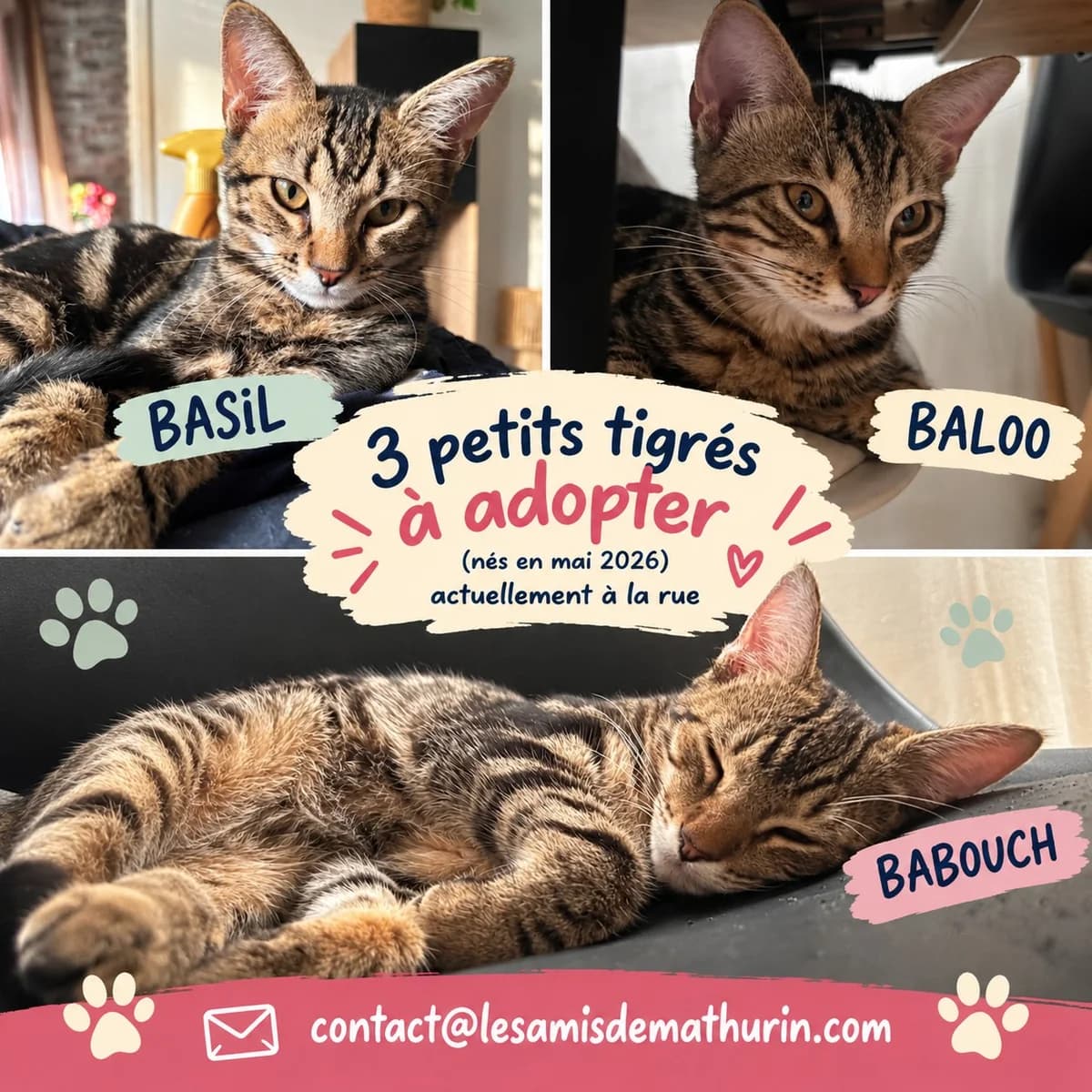 BASIL, BALOO et BABOUCH (adoptables séparément), male puppy Mixed Breed for adoption at Les Amis de Mathurin