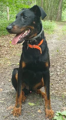 TITAN, male Mixed Breed for adoption at Les Amis de Mathurin