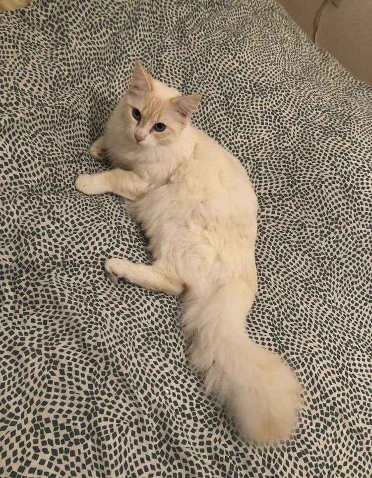 Aegon, male 3yo Mixed Breed for adoption at Les Amis de Thor