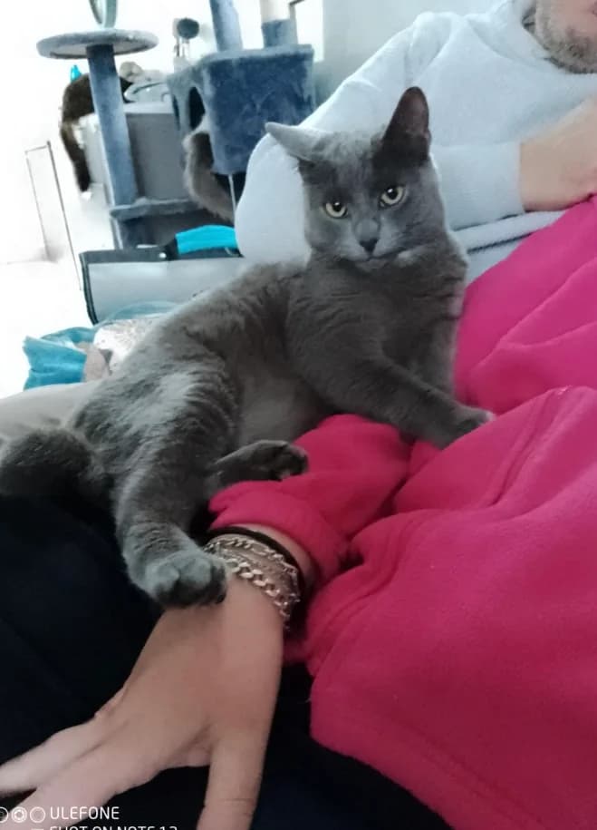 Blue, male Mixed Breed for adoption at Les Amis de Thor
