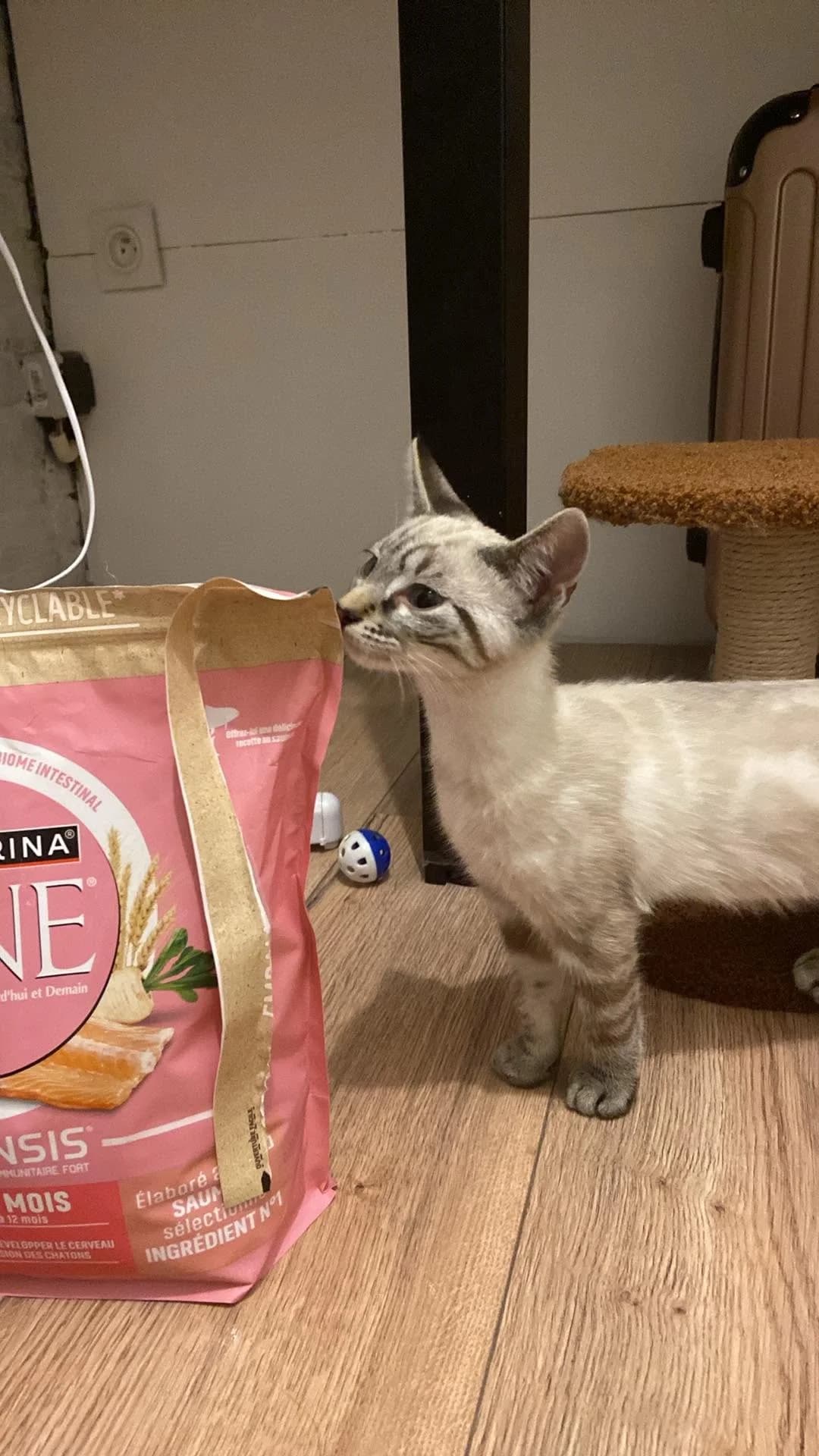 Callie, female European Shorthair for adoption at Les Amis de Thor