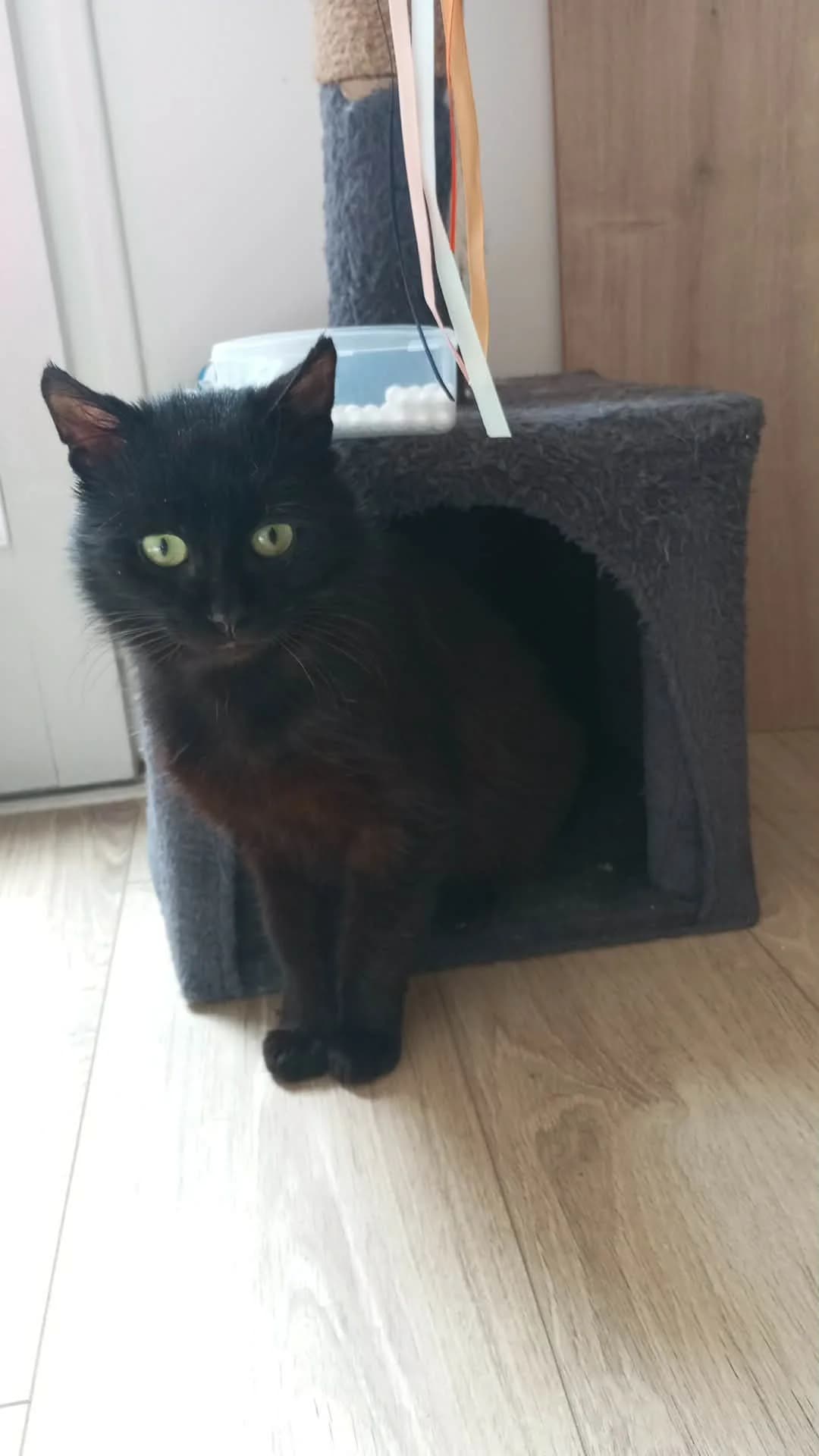 Fantôme, male 3yo Mixed Breed for adoption at Les Amis de Thor