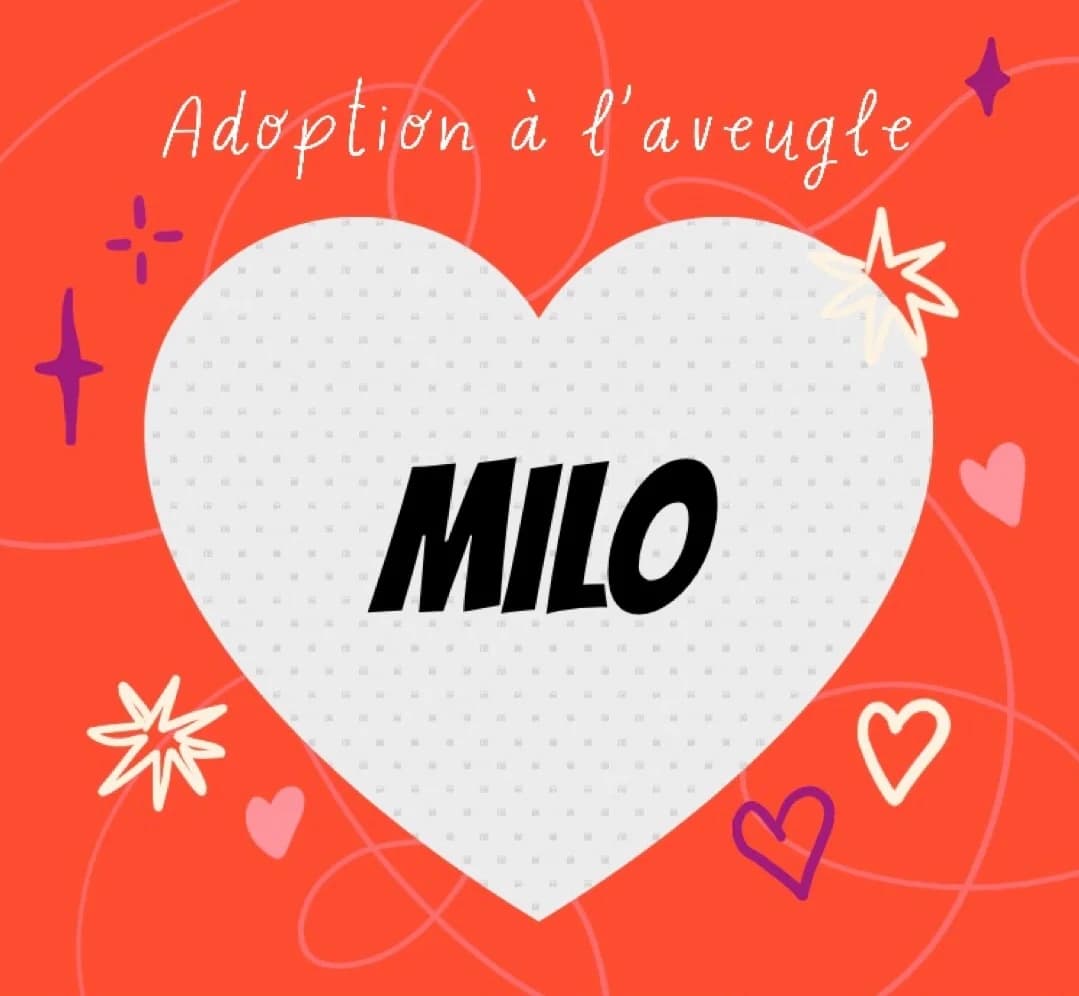 Milo – à l&rsquo, male 3yo Mixed Breed for adoption at Les Amis de Thor