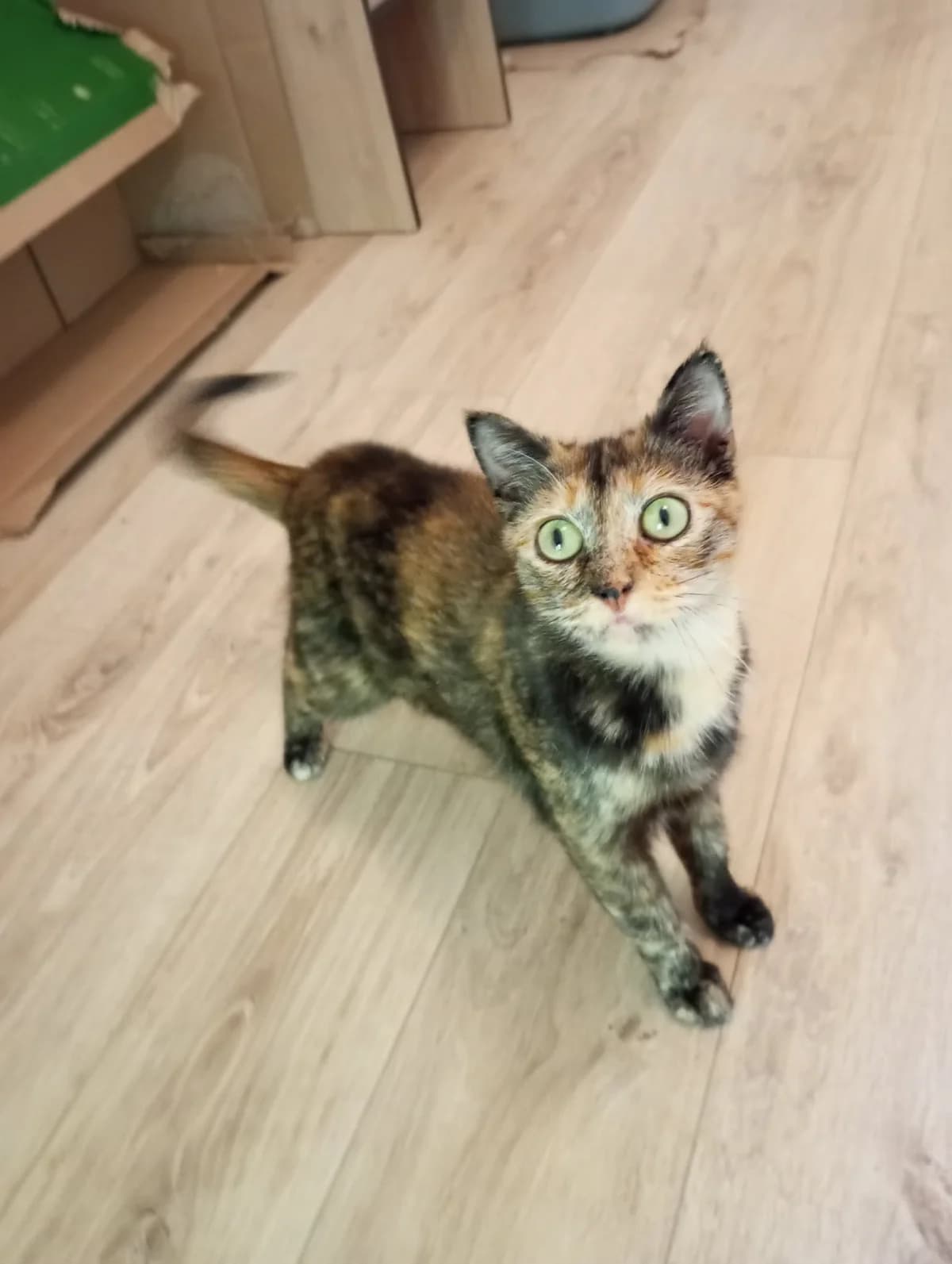 Padmé, female 3yo European Shorthair for adoption at Les Amis de Thor