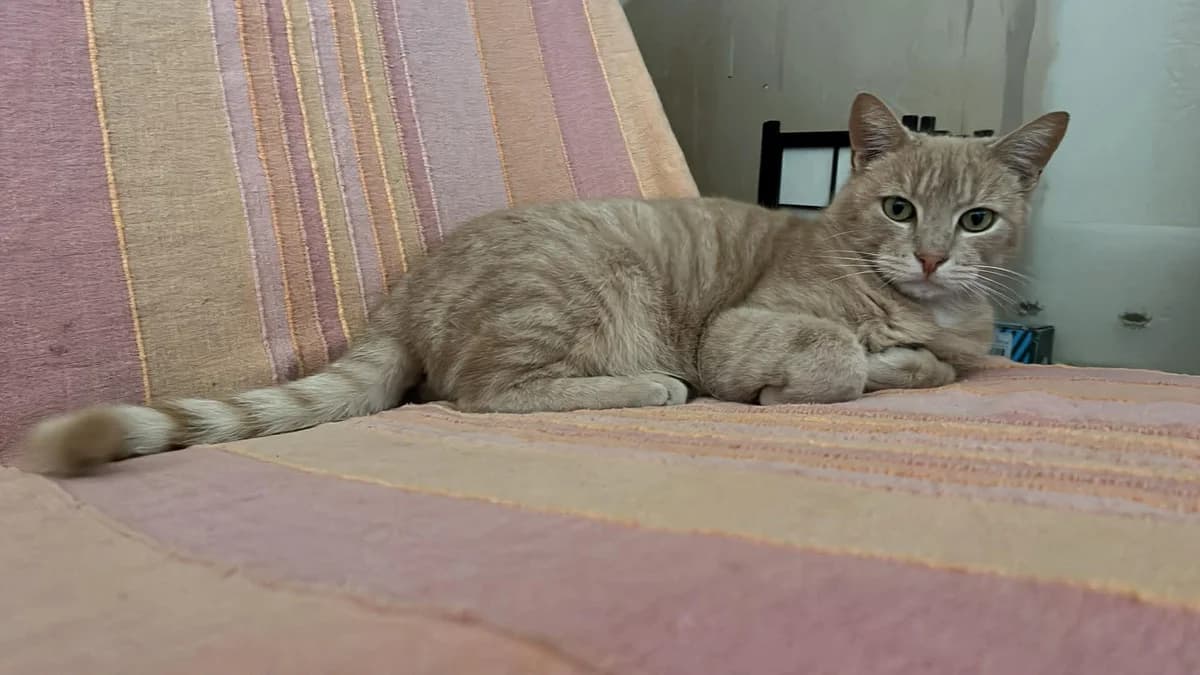 Samy, male 3yo Mixed Breed for adoption at Les Amis de Thor