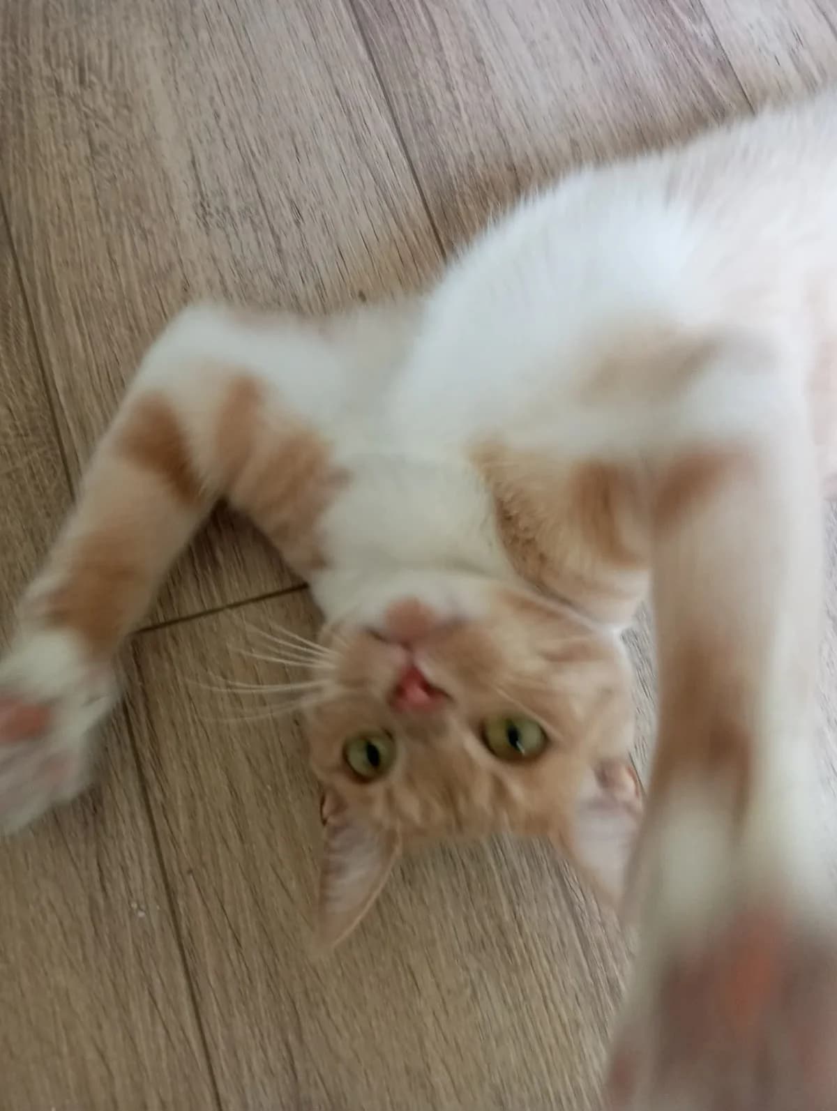 Spyro, male European Shorthair for adoption at Les Amis de Thor