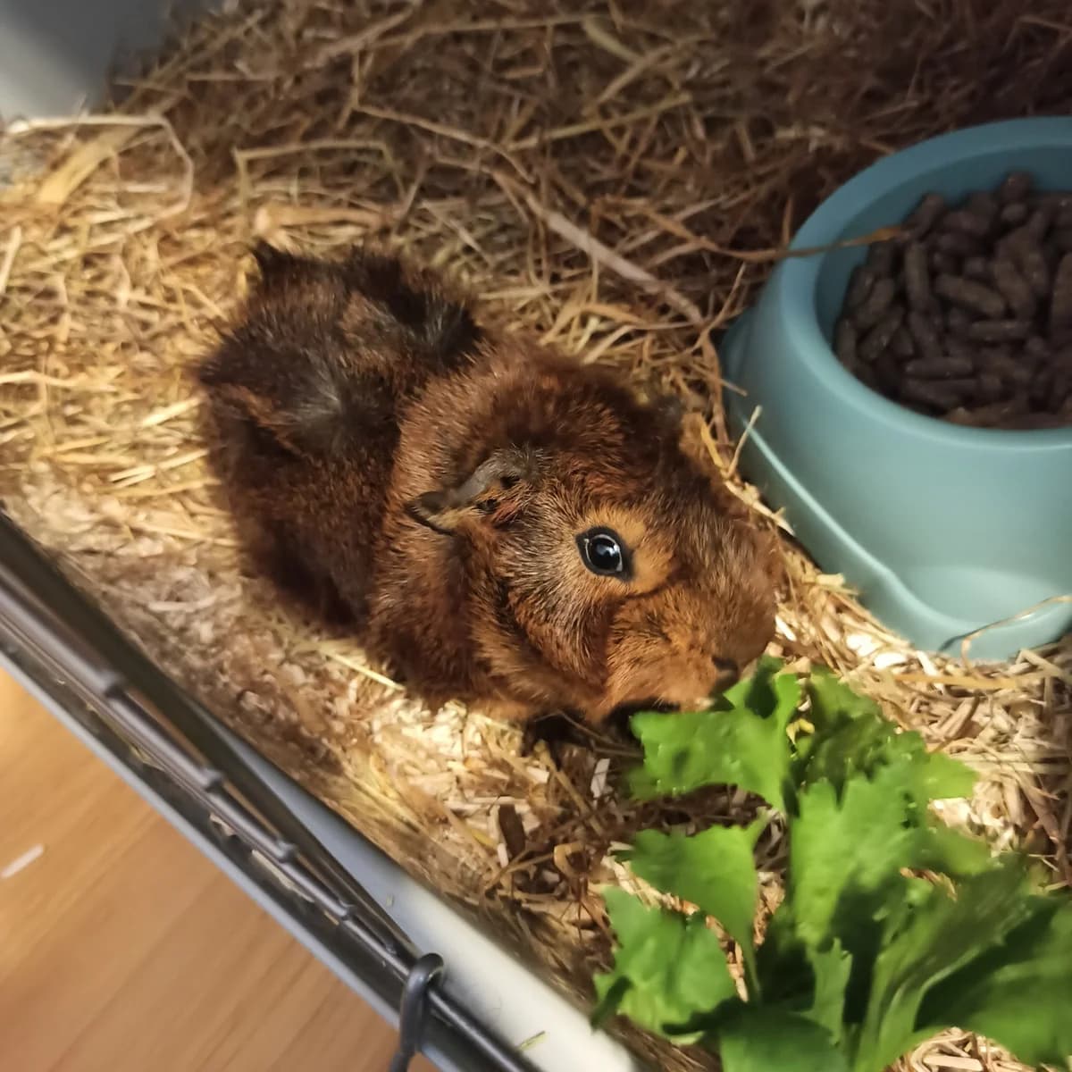 Titou, male young Mixed Breed for adoption at Les Amis de Tonto