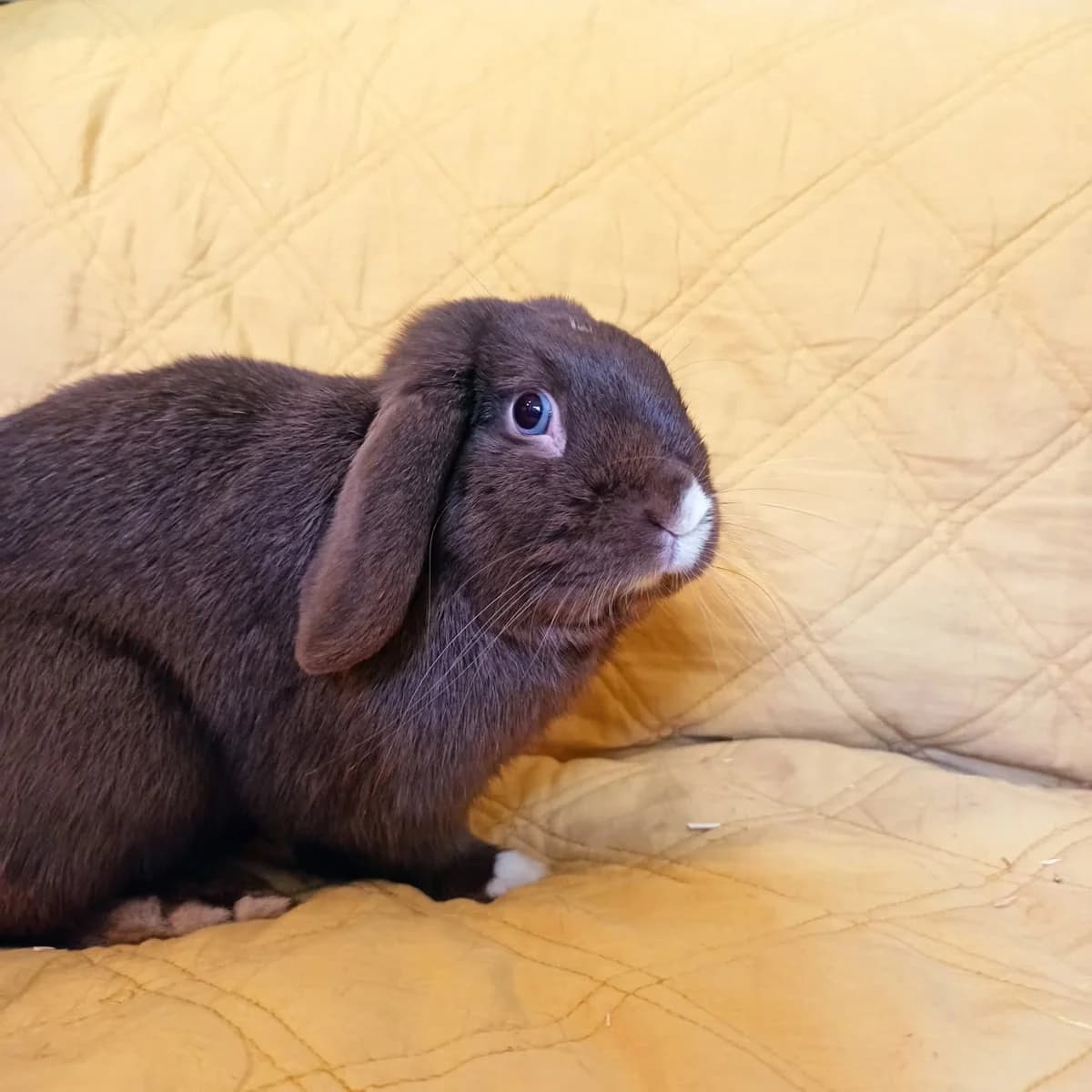 Noisette, male Mixed Breed for adoption at Les Amis de Tonto
