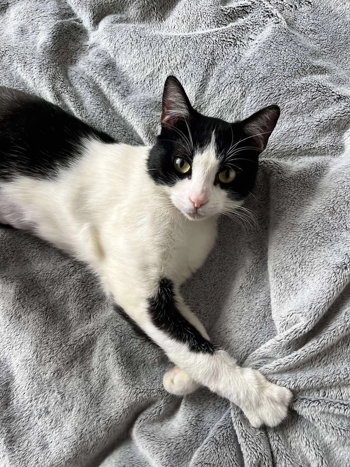 Annakin, male Mixed Breed for adoption at Les Amis d