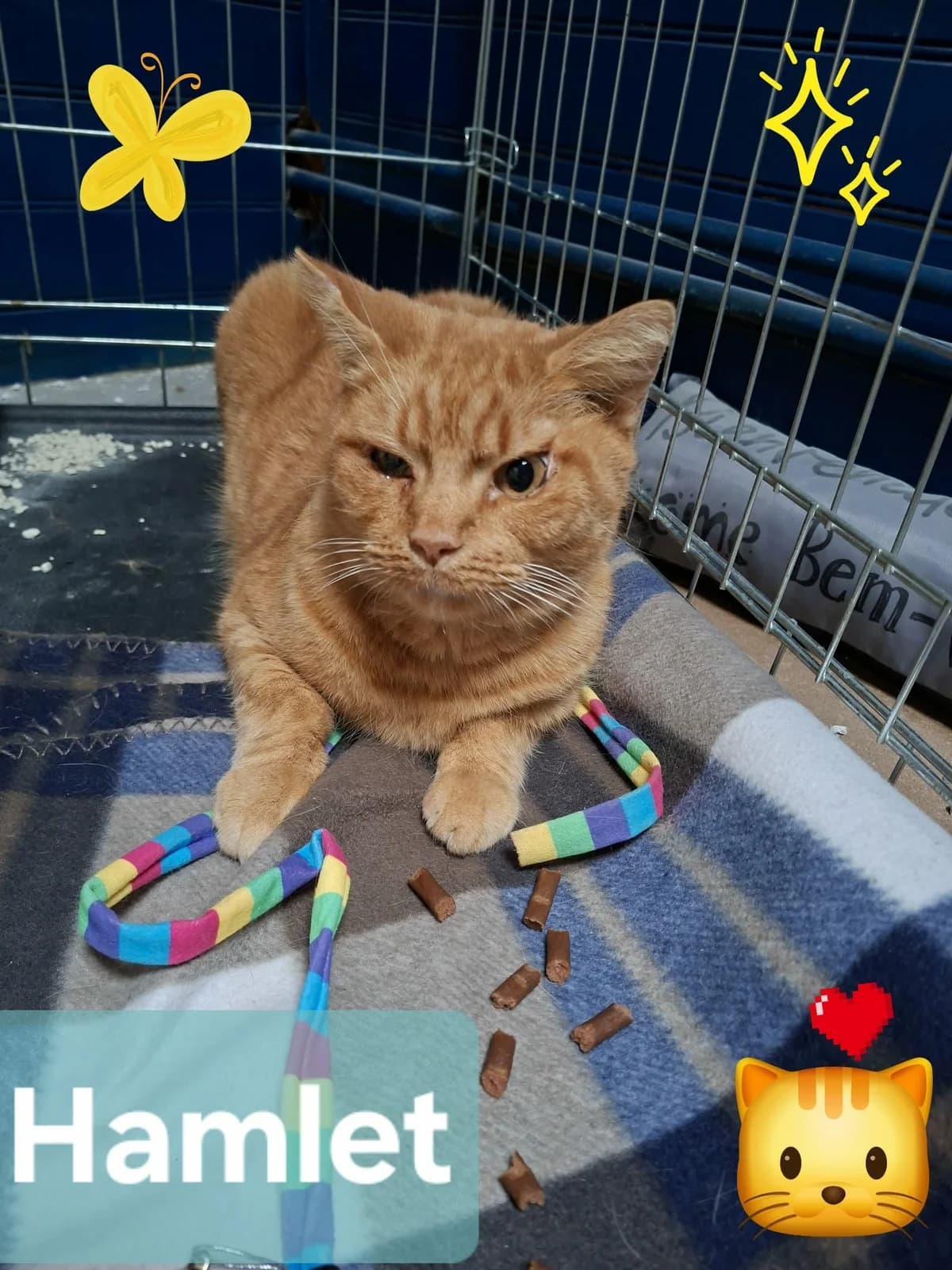 Hamlet, male Mixed Breed for adoption at Les Amis d