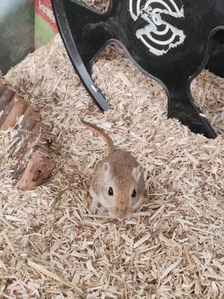 Noisette et Praline, female Mixed Breed for adoption at Les Amis d